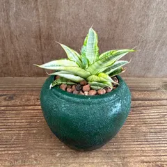 ★リメイク鉢★サンセベリア ガブリエラ ホワイト バリエガタ② Sansevieria Gabrielle wahite variegated 現品 観葉植物 観葉 植物 珍奇植物 珍奇 珍しい レア 希少 インテリア おしゃれ 空気清浄 風水 マイナスイオン