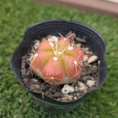 2026年最新】棘無しサボテンの人気アイテム - メルカリ