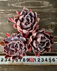 2026年最新】シャビアナ 多肉の人気アイテム - メルカリ