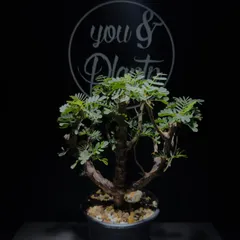 2026年最新】センナ メリディオナリスの人気アイテム - メルカリ