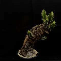 2026年最新】ムランジーナの人気アイテム - メルカリ