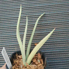 2026年最新】サンセベリアの人気アイテム - メルカリ