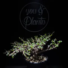 2026年最新】サルコカウロン バンデリエティアエの人気アイテム - メルカリ