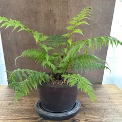 ヘゴ クーペリー　陶器鉢付き　現品　 Sphaeropteris cooperi ヘゴ科 ヘゴ属  観葉植物 観葉 植物 珍奇植物 珍奇 珍しい ハンギング 吊るす 吊り下げ インテリア プレゼント おうち時間 グリーン アートプランツ