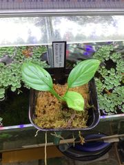 Bidayuha crassispatha Kalimantan Barat - メルカリ