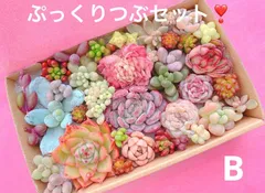 B クーポンあり❣️ ぷっくりとつぶつぶ詰め合わせ❣️寄せ植えセット　カット苗　ピンク多肉　多肉弁当　美人　エケベリア　セダム　パキフィツム　チーズ　韓国苗入り