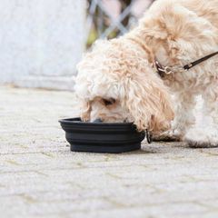 Item thumbnail for item dc65f9c7-1069-4fc9-81d4-cc628dbf5ddd