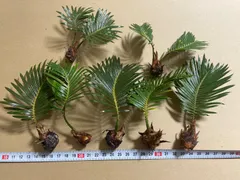 2026年最新】ソテツ 苗の人気アイテム - メルカリ