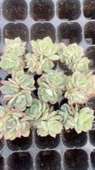 新入荷 トウカゲン 鮮やかな105苗セット 土と根付き 多肉植物