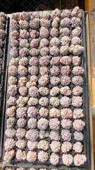 新入荷　スターオレンジ　鮮やかな105苗セット　土と根付き　多肉植物　エケベリア　セダム　韓国苗　詰め合わせ　寄せ植え　X314