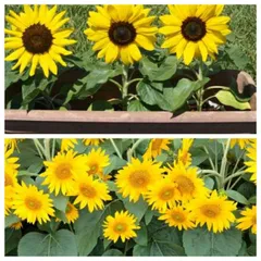 ミニヒマワリのタネ（種） デュオソラーレ2種 イエロー＆クリアイエロー  約15粒ずつ  ひまわり　向日葵　庭植え　鉢植え　プランター　ガーデニング