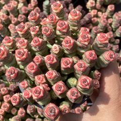 新入荷チョコレートニシキ×18株 Z91土鉢付き 多肉植物 アエオニウム