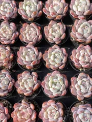 2026年最新】オレンジモンローの人気アイテム - メルカリ