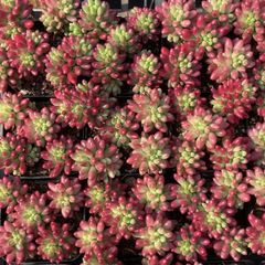 新入荷チョコレートニシキ×18株 Z91土鉢付き 多肉植物 アエオニウム