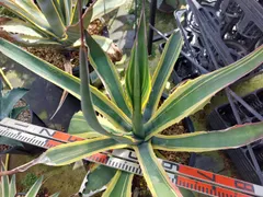 2026年最新】サルミアナ フェロックスの人気アイテム - メルカリ