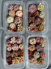 【お手頃価格】大人気セット　11苗　カット苗セット　【第四種郵便発送】　多肉植物　韓国苗　エケベリア　詰め合わせ　P1