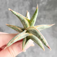 2026年最新】サンスベリア斑入りの人気アイテム - メルカリ