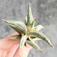 2026年最新】サンスベリア 希少の人気アイテム - メルカリ