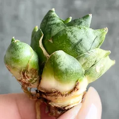 2026年最新】サンスベリア 希少の人気アイテム - メルカリ