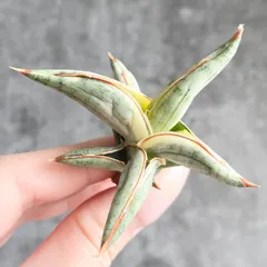 2026年最新】サンセベリア希少の人気アイテム - メルカリ