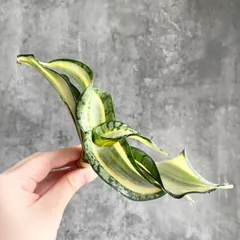 2026年最新】サンスベリア 希少の人気アイテム - メルカリ