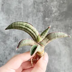 2026年最新】サンスベリア 希少の人気アイテム - メルカリ