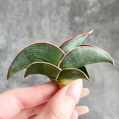 2026年最新】サンスベリアの人気アイテム - メルカリ