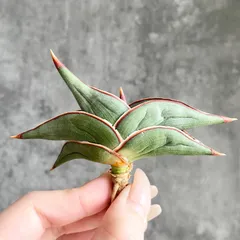 2026年最新】サンスベリア ロリダの人気アイテム - メルカリ