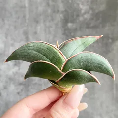 2026年最新】サンスベリア ロリダの人気アイテム - メルカリ