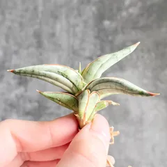 2026年最新】サンスベリア 希少の人気アイテム - メルカリ