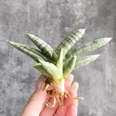 2026年最新】サンスベリア斑入りの人気アイテム - メルカリ