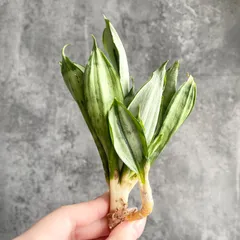 2026年最新】サンスベリア 希少の人気アイテム - メルカリ