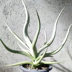 2026年最新】サンセベリアの人気アイテム - メルカリ