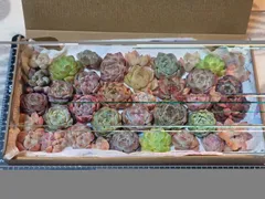 多肉植物⭐寄せ植えセット