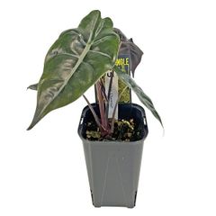 MS241 Alocasia chaii アロカシア チャ 5株セット - メルカリ