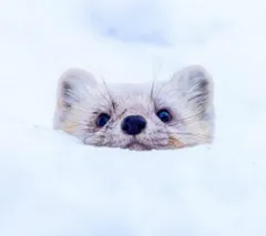 【aki 】様専用ページ　think! bar ホワイトチョコ10個/１箱 とレモンデライト10個/１箱