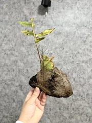 輸入直後!! ▽Drynaria quercifolia Wild East Java ▽ A42ドリナリア　クエルシフォリア　ワイルド【PLANET】ビカクシダのサムネイル