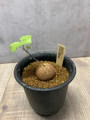 2026年最新】アフリカ亀甲竜の人気アイテム - メルカリ