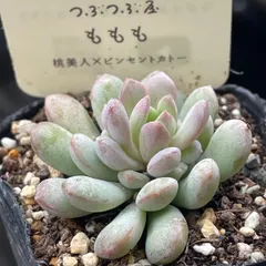 多肉植物つぶつぶ屋さん♡ももも❤︎抜き苗(根付き)
