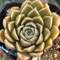 多肉植物 メキシコミニマ×トバレンシス交配 実生 2023オリジナルエケベリア