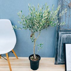 現品］23番 創樹 オリーブ ルッカ 8号 観葉植物 大型 屋外 オリーブの