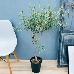 2026年最新】オリーブ 創樹の人気アイテム - メルカリ