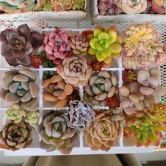 多肉植物　寄せ植えセット　詰め合わせ　カット苗　エケベリア