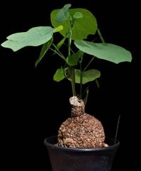 現品】塊根植物 アフリカ亀甲竜 5号（キッコウリュウ）6H番 - メルカリ