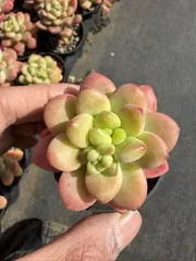 新入荷　54鉢の土鉢付きセット　シャングリラ　多肉植物　佐川急便発送　エケベリア　セダム　韓国苗　Z852
