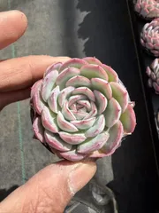 新入荷　54鉢の土鉢付きセット　ストロベリーアイス　多肉植物　佐川急便発送　エケベリア　セダム　韓国苗　Z873
