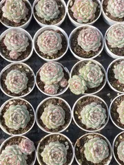 新入荷　50鉢の土鉢付きセット　リトルレッドボート　多肉植物　佐川急便発送　エケベリア　セダム　韓国苗　Z2565
