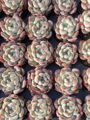 新入荷　50鉢の土鉢付きセット　オールスター　多肉植物　佐川急便発送　エケベリア　セダム　韓国苗　Z2579
