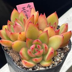 多肉植物♡チェリーエボニー❤︎抜き苗(根付き) - メルカリ