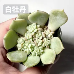 2026年最新】葉挿し置きの人気アイテム - メルカリ